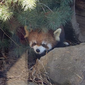 1/5/2019 - Pandamonium