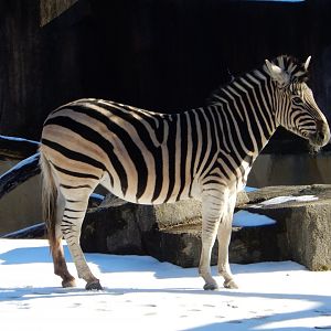 1/5/2019 - On the Snowy Savannah
