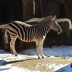 1/5/2019 - Damara Zebra
