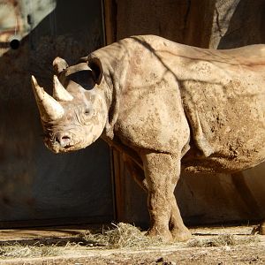 1/5/2019 - Rhino of the Golden Sun