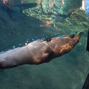 1/5/2019 - An Underwater Torpedo!