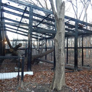 1/5/2019 - Outdoor Colobus Monkey Exhibit