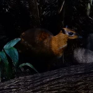 1/5/2019 - Emerging from the Shadows