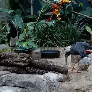 1/5/2019 - Abdim’s Stork Flock