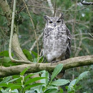 Spotted eagle owl, January 2019