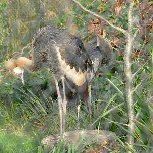 Black crowned crane chicks, January 2019