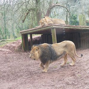 Asiatic lions, January 2019