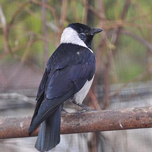 Corvus dauuricus / Daurian jackdaw at Moscow zoo
