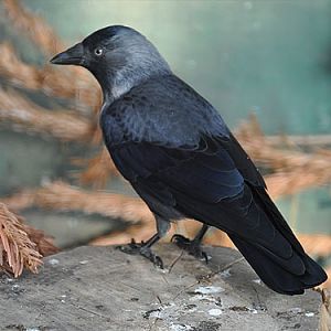 Corvus monedula monedula / Jackdaw at Moscow zoo.