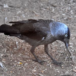Corvus monedula soemmeringii / Jackdaw at Negev Zoo.