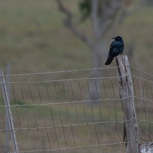 Tamaulipas Crow- Corvus imparatus