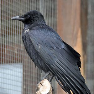 Corvus corone orientalis / Eastern carrion crow at Roev Ruchey Zoo.