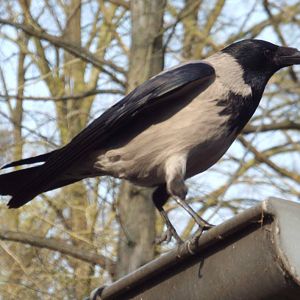 Western Hooded Crow (Corvus cornix cornix) - Wild individual seen on grounds of Tierpark Berlin 2014