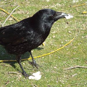 Western Carrion Crow (Corvus corone corone) - Wild individual in "Englischer Garten", Munich - 2015