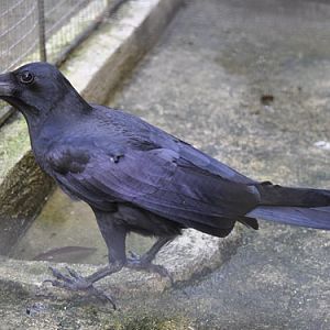 Corvus macrorhynchos philippinus / Jungle crow at Bohol Python & Wildlife Park.