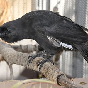 Corvus hawaiiensis / Hawaiian crow at San Diego Safari Park