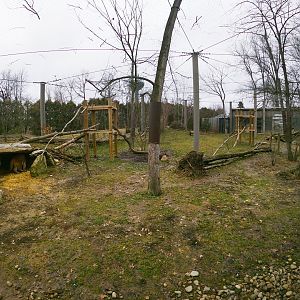 Jan. 2019 - North America - Cougar Exhibit