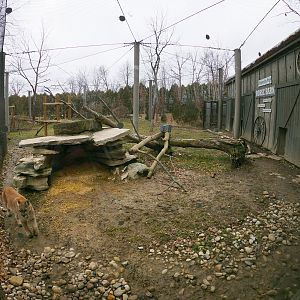 Jan. 2019 - North America - Cougar Exhibit Right Viewing