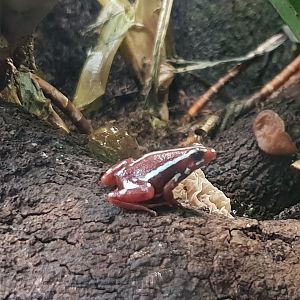 Epipedobates anthonyi