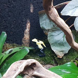 Dendrobates tinctorius "Patricia"