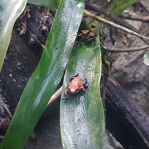 Oophaga pumilio