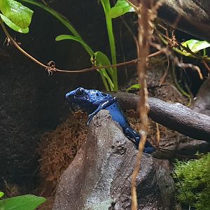 Dendrobates auratus azureus
