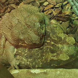 Rhinella marina - Cane toads