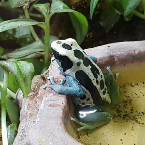 Dendrobates tinctorius