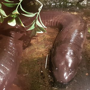 Three-toed amphiuma - Amphiuma tridactylum