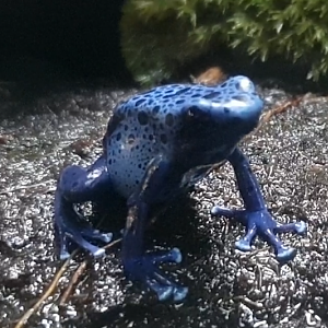 Dendrobates auratus azureus