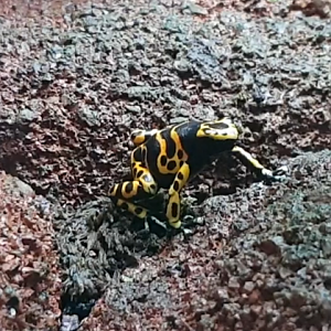 Dendrobates leucomelas