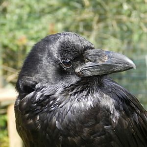 Spanish Raven