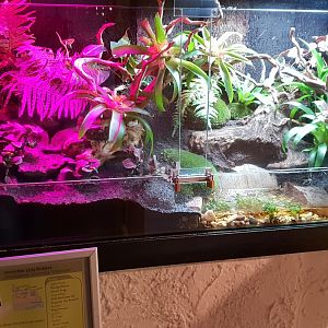 New enclosure Dendrobates tinctorius