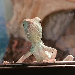 Baby Green water dragon