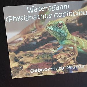 Birth-sign Green water dragon