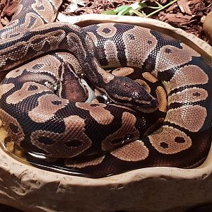 Ball pythons