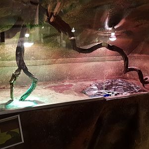 Former Fiji iguana enclosure