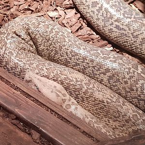 Python molurus - mutation