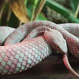 Cryptelytrops venustus