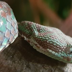 Cryptelytrops venustus