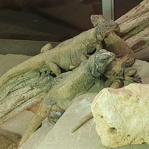 Chuckwallas - Sauromalus ater