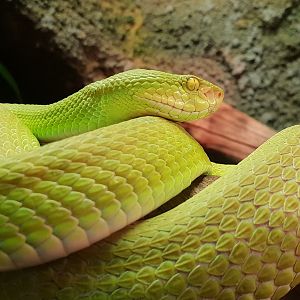 Cryptelytrops albolabis