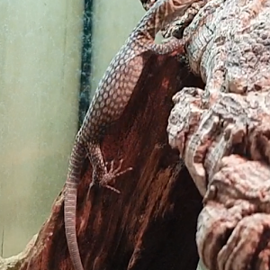 Young Freckled monitor