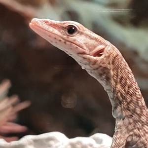 Young Freckled monitor