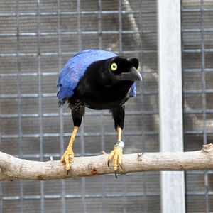 Cyanocorax beecheii / Purplish-backed jay at Houston Zoo