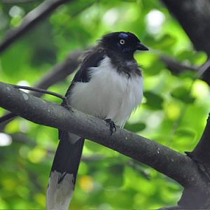Cyanocorax affinis / Black-chested jay at Bioparque Ukumari