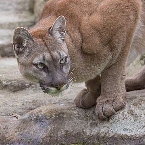 Puma : WHF Big Cat Sanctuary : 04 May 2017