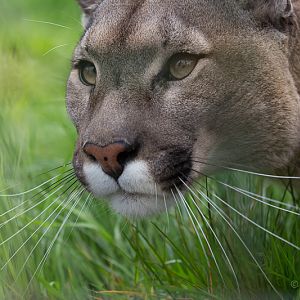 Puma : WHF Big Cat Sanctuary : 04 May 2017