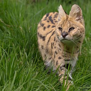 Serval : WHF Big Cat Sanctuary : 04 May 2017