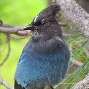 Steller’s Jay